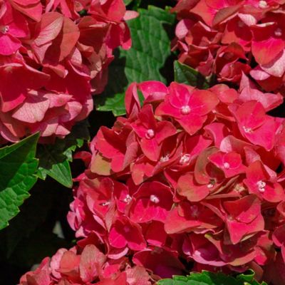 Image showing  2 gal. Potted Heart Throb Hydrangea Shrub