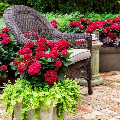 Image showing  2 gal. Potted Heart Throb Hydrangea Shrub