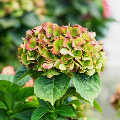 Image showing  2 gal. Potted Heart Throb Hydrangea Shrub