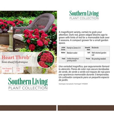 Image showing  2 gal. Potted Heart Throb Hydrangea Shrub