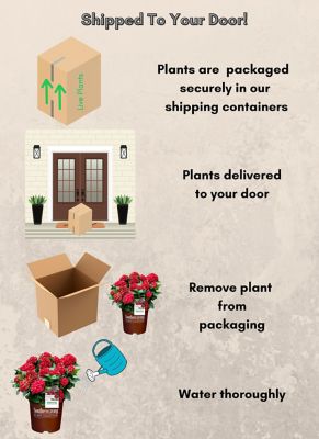 Image showing 6 th Southern Living Plant Collection 2 gal. Potted Heart Throb Hydrangea Shrub