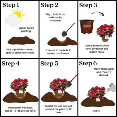 Image showing 7 th Southern Living Plant Collection 2 gal. Potted Heart Throb Hydrangea Shrub