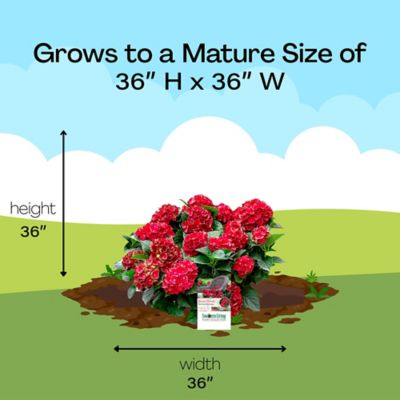 Image showing 8 th Southern Living Plant Collection 2 gal. Potted Heart Throb Hydrangea Shrub
