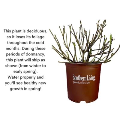 Image showing 9 th Southern Living Plant Collection 2 gal. Potted Heart Throb Hydrangea Shrub