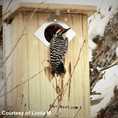 Image showing 2 th BestNest Classic Three-Woodpecker House, 10 in. x 9 in. x 16 in.
