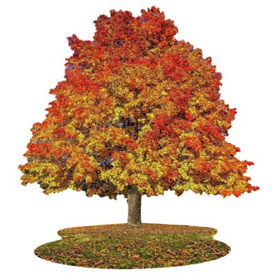 Image showing  I Am Sugar Maple - 1000 pc. Tree Shaped Jigsaw Puzzle