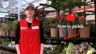 Image showing  1 pt. Wide Mouth Home Canning Jar Bundle, 12 Jar Tray