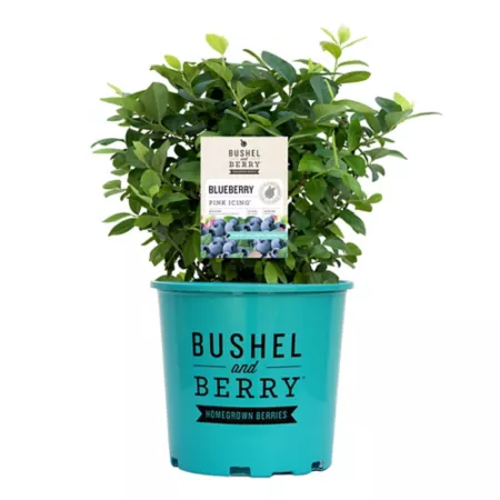 Bushel and berries 2 gal Potted Pink Glazed Cornflower Shrub Fruit Trees & Plants