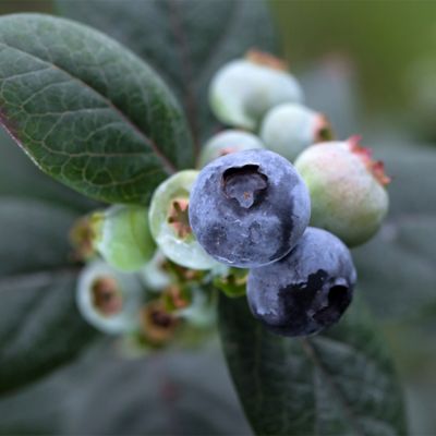 Image showing  2 gal. Potted Pink Icing Blueberry Shrub