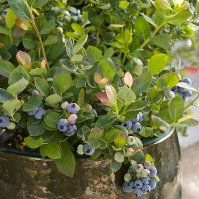 Image showing  2 gal. Potted Pink Icing Blueberry Shrub