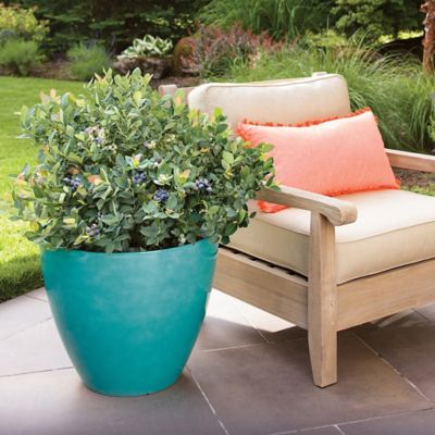 Image showing  2 gal. Potted Pink Icing Blueberry Shrub