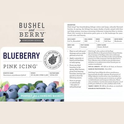 Image showing  2 gal. Potted Pink Icing Blueberry Shrub