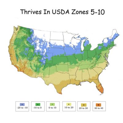 Image showing 5 th Bushel and Berry 2 gal. Potted Pink Icing Blueberry Shrub