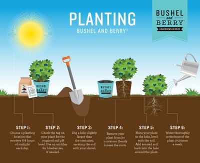 Image showing 7 th Bushel and Berry 2 gal. Potted Pink Icing Blueberry Shrub