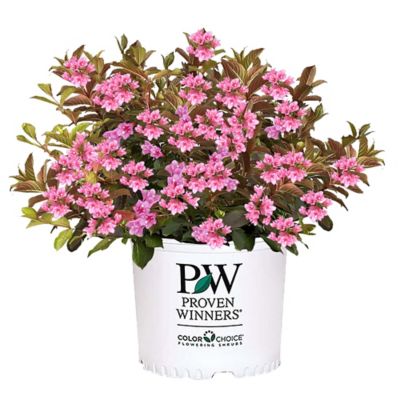 Proven Winners 2 gal. Midnight Sun Weigela Shrub