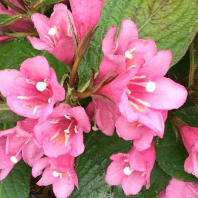 Image showing  2 gal. Midnight Sun Weigela Shrub