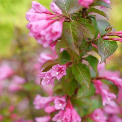 Image showing  2 gal. Midnight Sun Weigela Shrub