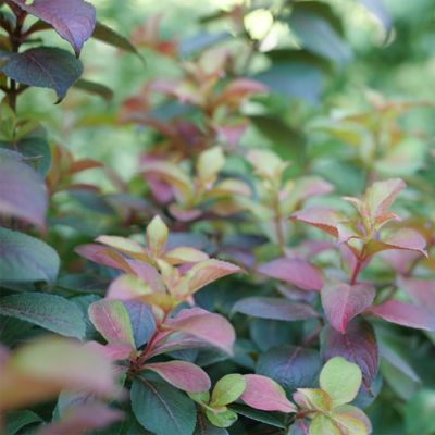 Image showing  2 gal. Midnight Sun Weigela Shrub