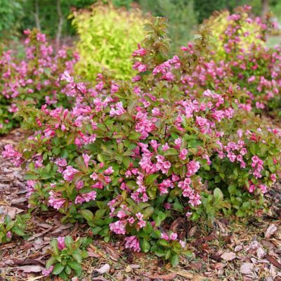 Image showing  2 gal. Midnight Sun Weigela Shrub
