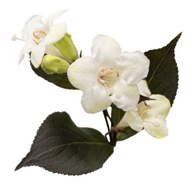 Image showing  2 gal. Potted Wine and Spirits Weigela Shrub