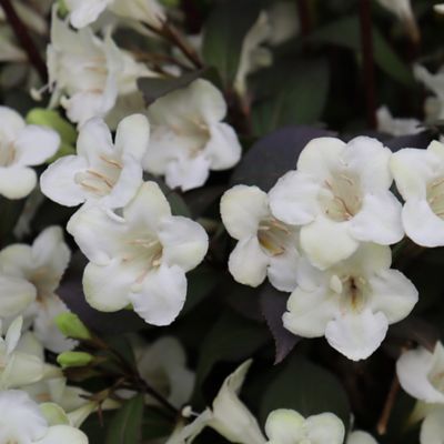 Image showing  2 gal. Potted Wine and Spirits Weigela Shrub