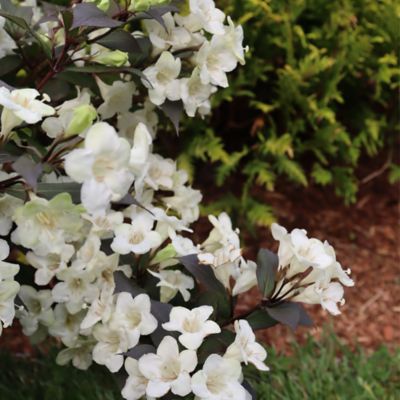 Image showing  2 gal. Potted Wine and Spirits Weigela Shrub