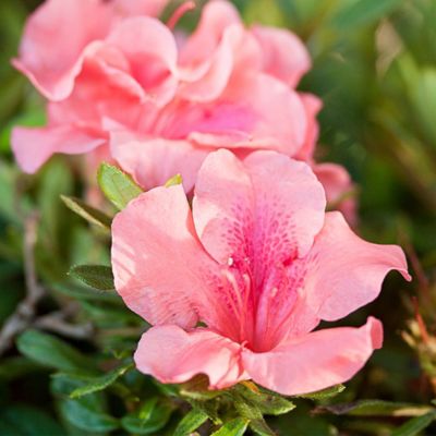 Image showing  1 gal. Potted Autumn Coral Azalea Shrub