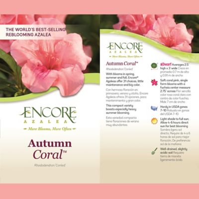 Image showing  1 gal. Potted Autumn Coral Azalea Shrub