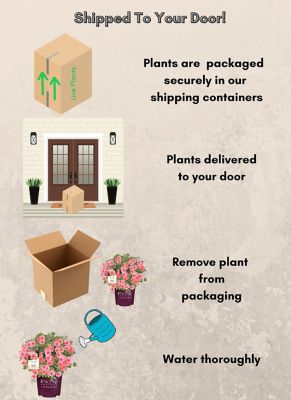 Image showing  1 gal. Potted Autumn Coral Azalea Shrub