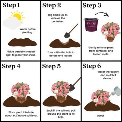 Image showing 5 th Encore Azalea 1 gal. Potted Autumn Coral Azalea Shrub