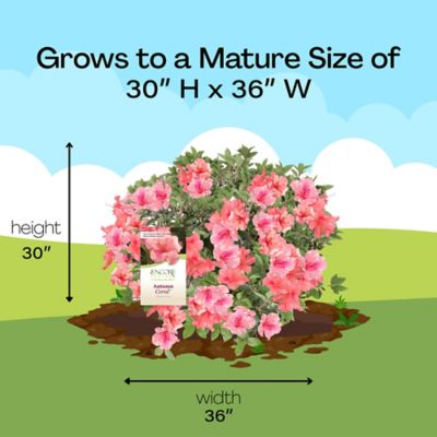 Image showing 6 th Encore Azalea 1 gal. Potted Autumn Coral Azalea Shrub