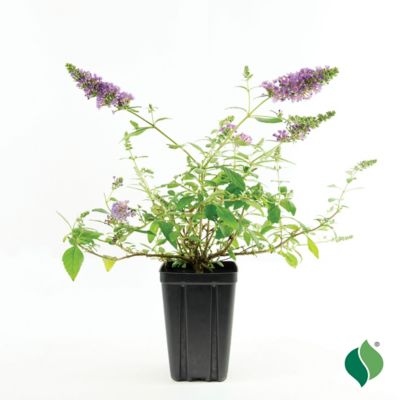 DeGroot Jumbo Pint Nanho Blue Buddleia Plant