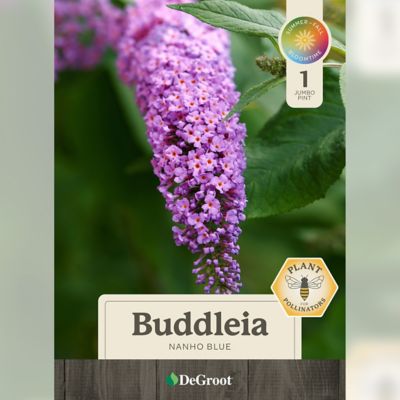 Image showing 1 th DeGroot Blue Jumbo Pint Nanho Butterfly Bush Buddleia Plant