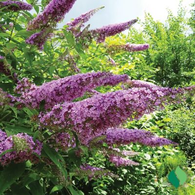 Image showing 2 th DeGroot Blue Jumbo Pint Nanho Butterfly Bush Buddleia Plant