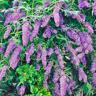 Image showing 3 th DeGroot Blue Jumbo Pint Nanho Butterfly Bush Buddleia Plant
