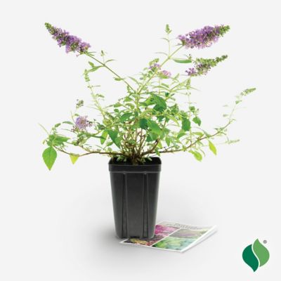 Image showing 4 th DeGroot Blue Jumbo Pint Nanho Butterfly Bush Buddleia Plant