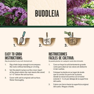 Image showing 5 th DeGroot Blue Jumbo Pint Nanho Butterfly Bush Buddleia Plant