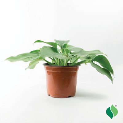 DeGroot 1 gal. Blue Angel Hosta