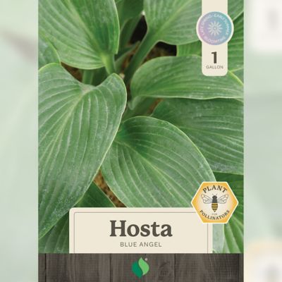 Image showing  1 gal. Blue Angel Hosta Plant