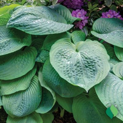 Image showing  1 gal. Blue Angel Hosta Plant
