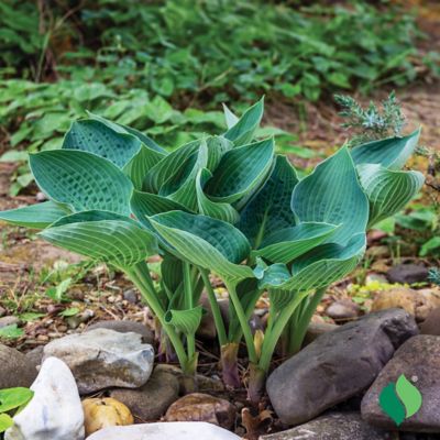 Image showing  1 gal. Blue Angel Hosta Plant