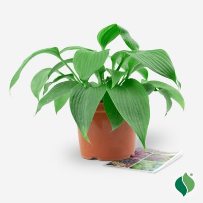 Image showing  1 gal. Blue Angel Hosta Plant