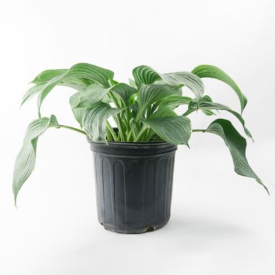 DeGroot 2 gal. Blue Angel Hosta Plant