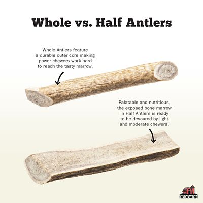 Image showing  Half Elk Antler Dog Treat, Large