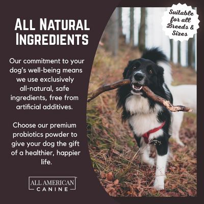 Image showing  Probiotic Gut Support - 90 Serving