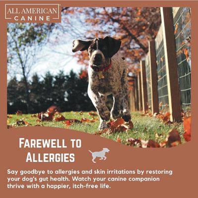 Image showing 6 th All American Canine Probiotic Gut Support, 90 Servings
