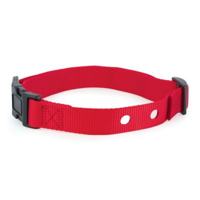 PetSafe 1 in. Replacement Collar Strap with 2 Holes, Red