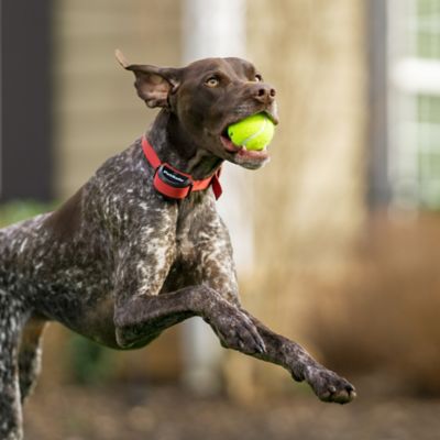 Image showing  3/4 Replacement Collar Strap with no holes, Rust