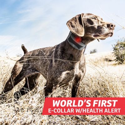 Image showing  FieldSentinel 825 Remote 1/2-Mile Range Dog Training Collar