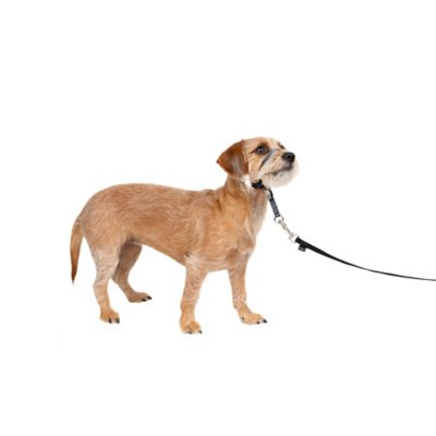 Image showing 7 th PetSafe Gentle Leader Quick-Release Dog Headcollar